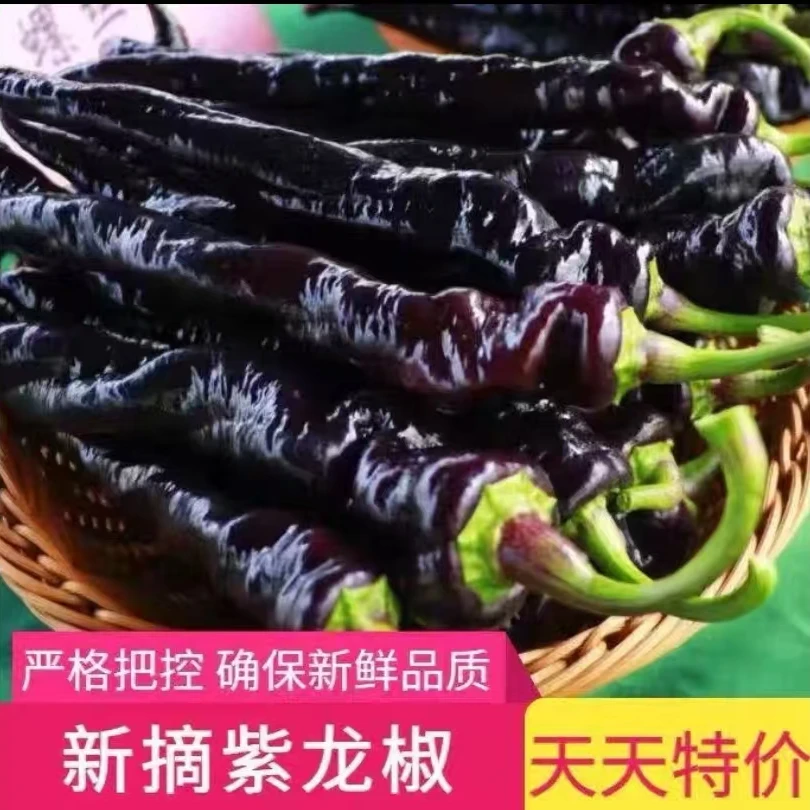 紫皮龙椒新鲜采摘微辣可口，中熟彩色辣椒品种