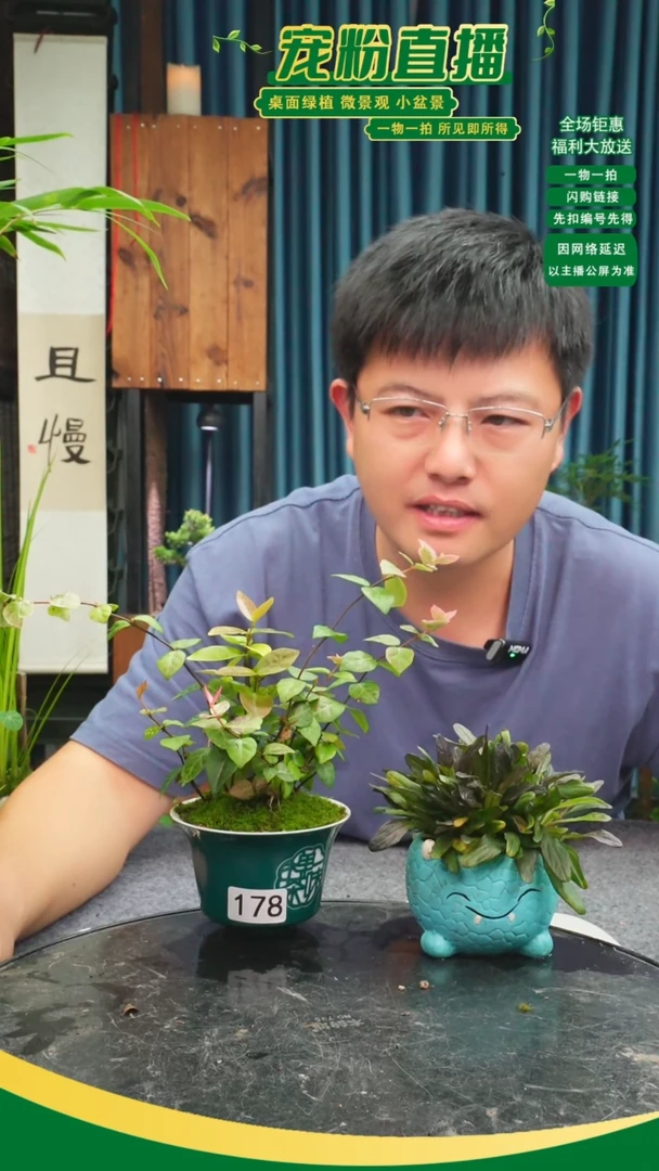 无花朵昕**希苔藓微景观178号