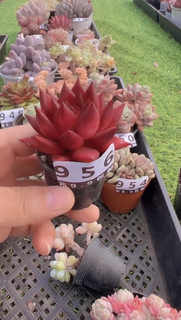 【闪购商品】信福多肉一物一拍