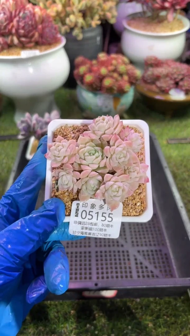 【闪购商品】05155