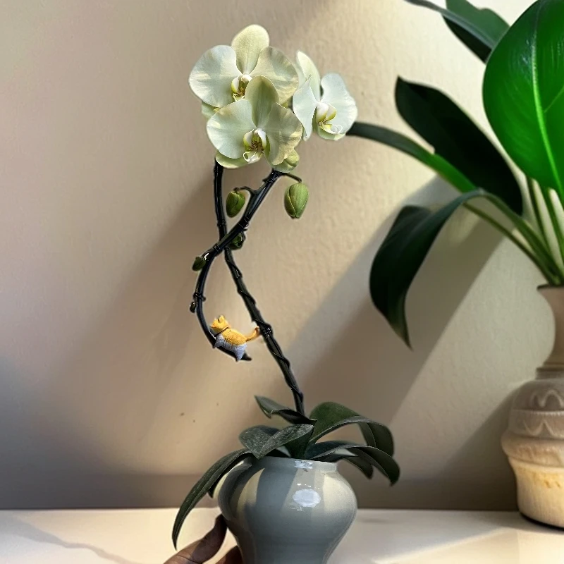 作品《方丈兰栖》意境款蝴蝶兰盆景