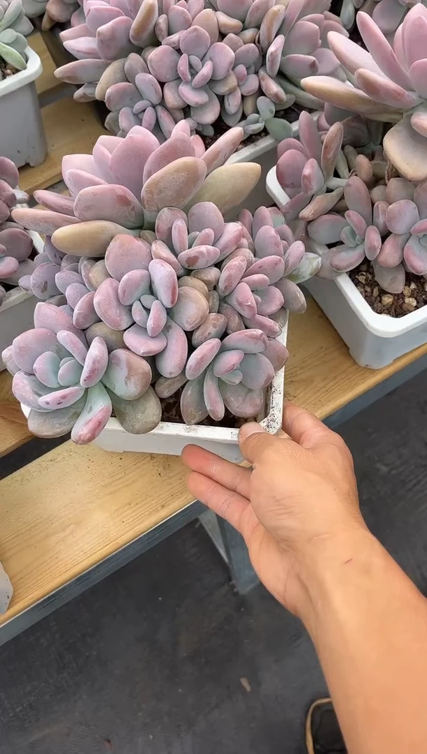 拉拉奶多肉植物