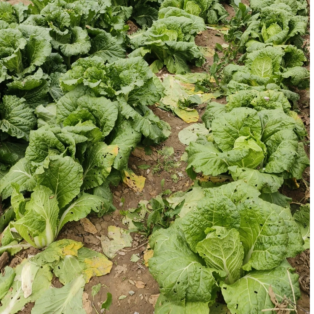 二哥 原生态 冬储大白菜6斤   清甜易熟  顺丰包邮