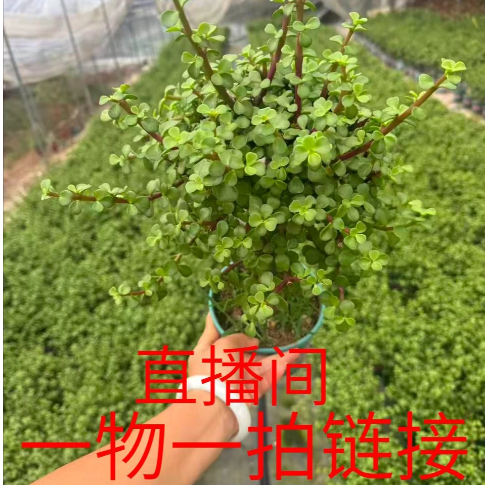直播一物一拍金枝玉叶大植物小植物净化空气吸甲醛四季常青好养活
