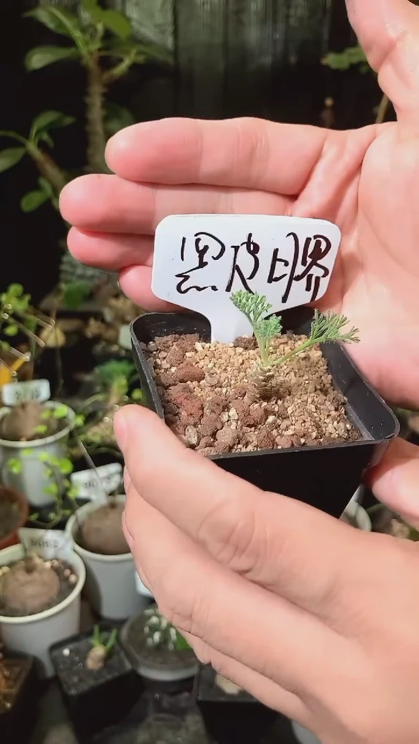 号913福利实生黑皮月界宝宝