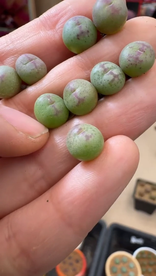 【闪购商品】19-59日本八重垣姬一颗