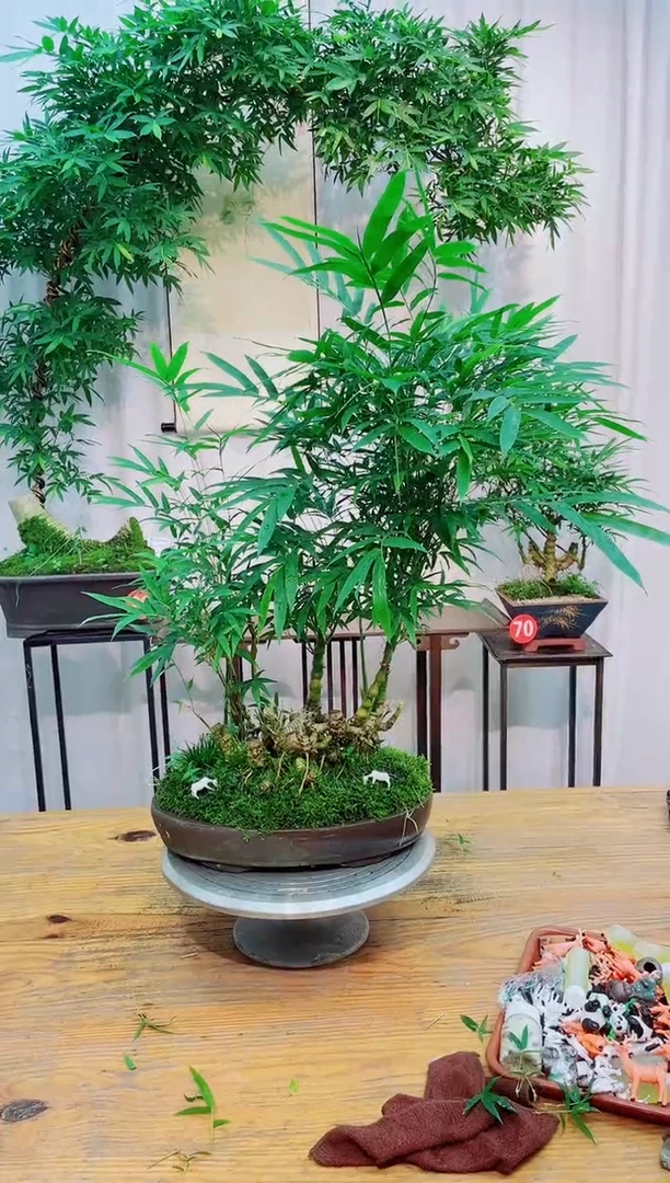 无花朵竹子盆景竹子盆景