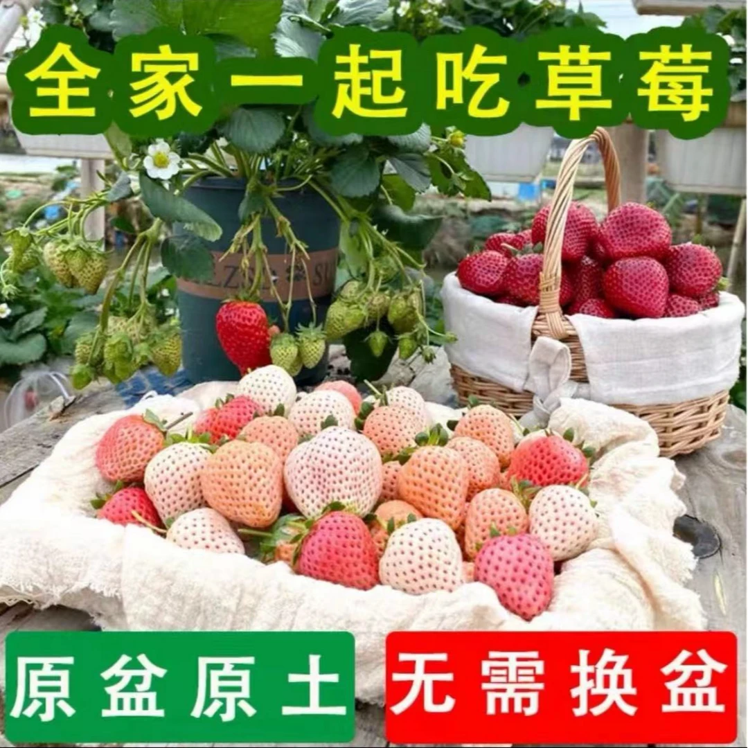 【带花】【原盆原土】新手草莓苗奶油妙香原盆原土四季结果
