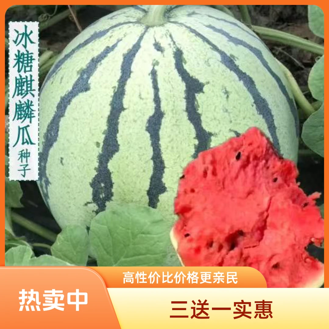 籽种拍三送一麒麟8424沙地懒汉西瓜 黑皮沙瓤瓜家庭种植蔬果种子