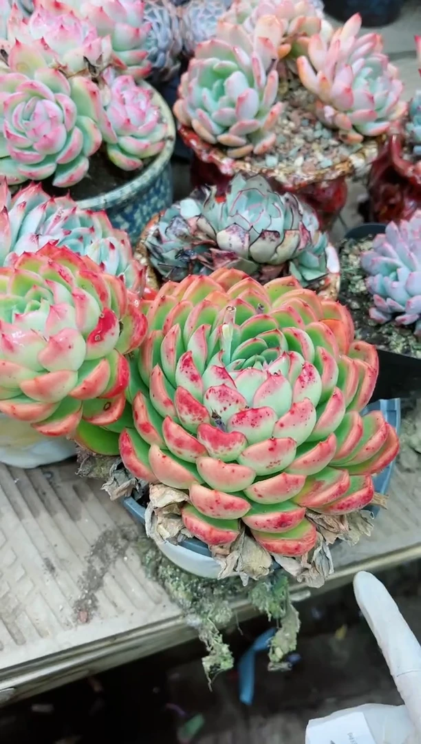 【闪购商品】19059