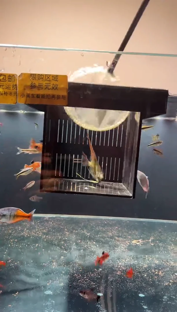 神仙鱼神仙鱼一物一拍