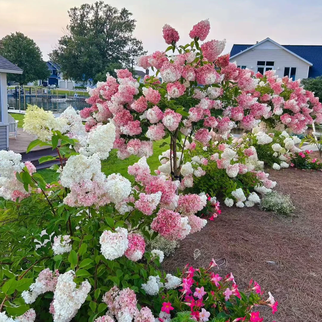 香草草莓带盆带土圆锥绣球耐晒寒易栽培可阳台庭院种植