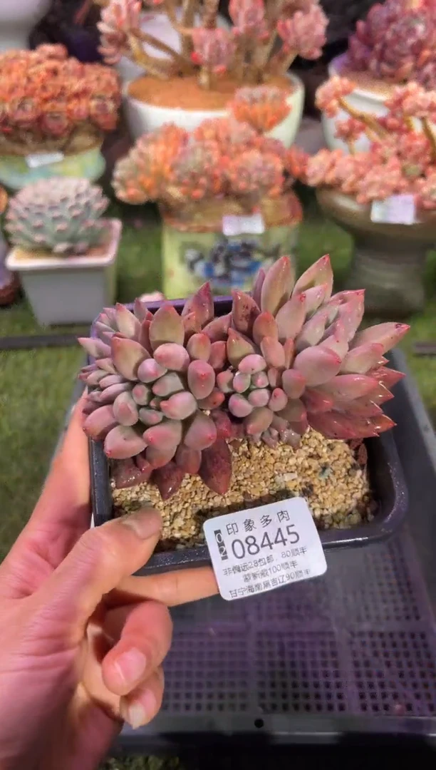 【闪购商品】08445