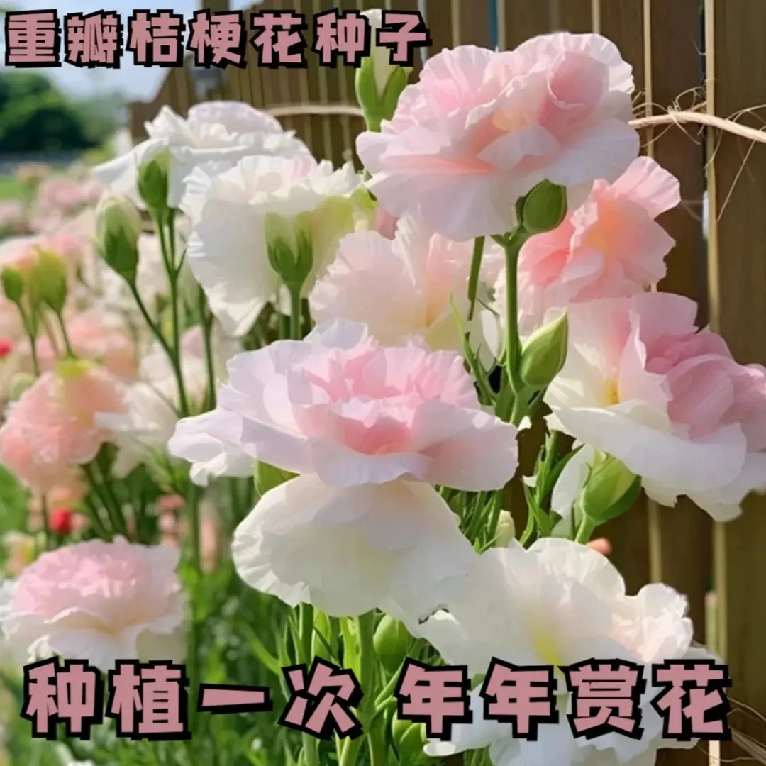 【正版花籽】混色野花组合花卉种子太阳花洋桔梗庭院四季播种开花