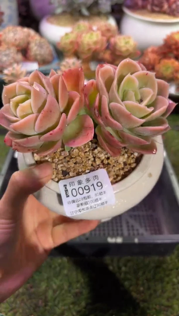 【闪购商品】00919