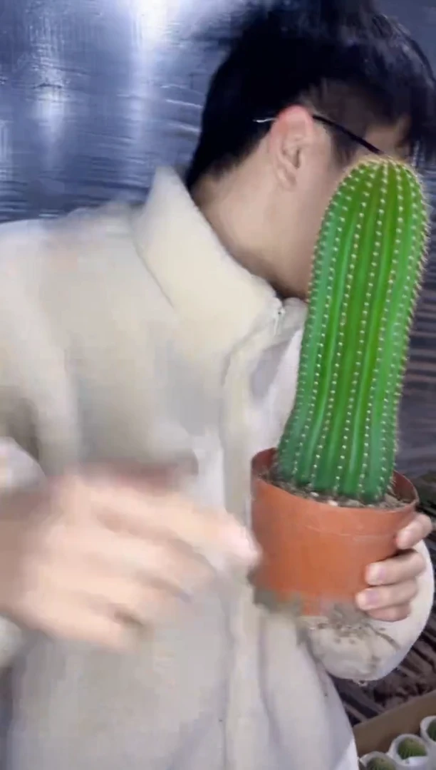 【闪购商品】【精品】大凤龙 高18-20cm