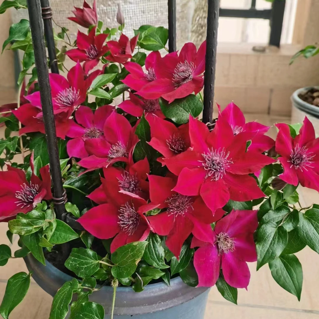 铁线莲 【努比亚】大道组二类或三类修剪、爬藤阳台庭院花卉植物