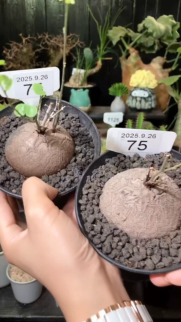 75号926福利南非龟甲龙买1个送1个
