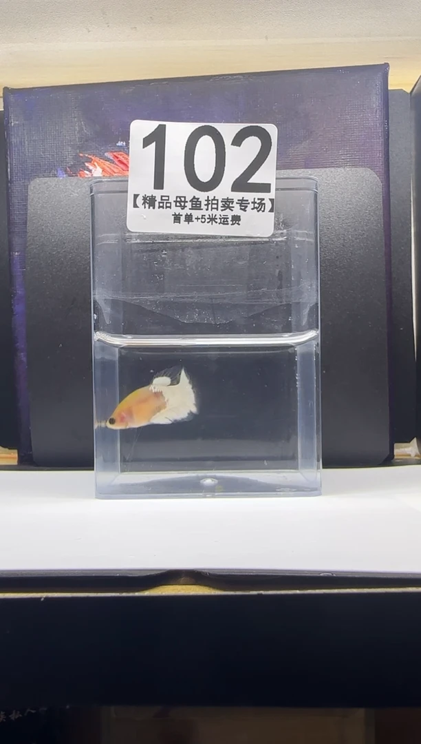 斗鱼母鱼编号：102