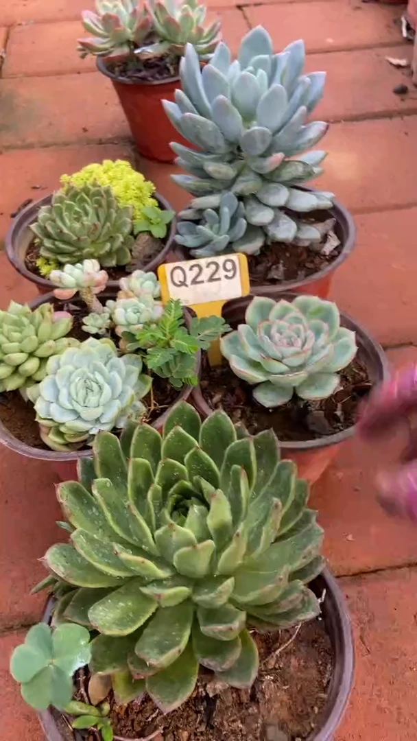 Q229多肉组合默认脱土发货