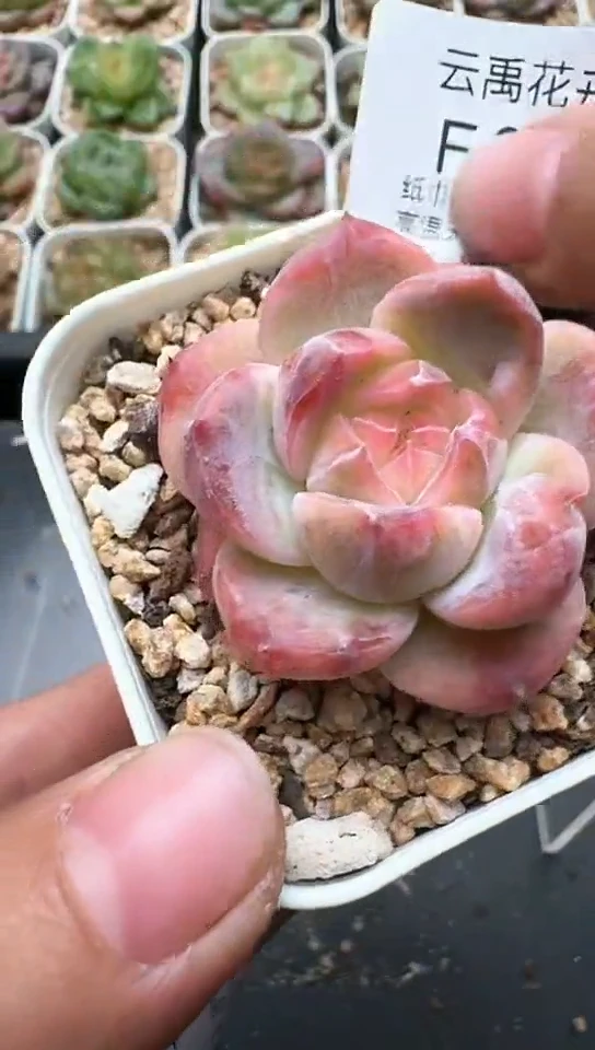 808F云禹多肉植物 默认脱土纸巾打包 3颗包邮