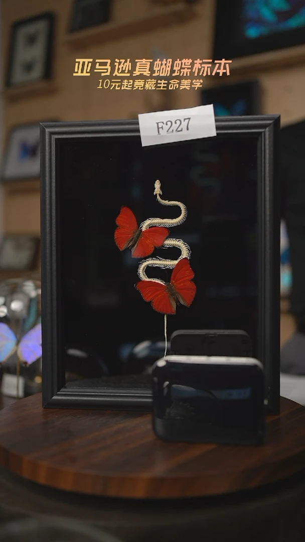 有机玻璃蝴蝶标本F227