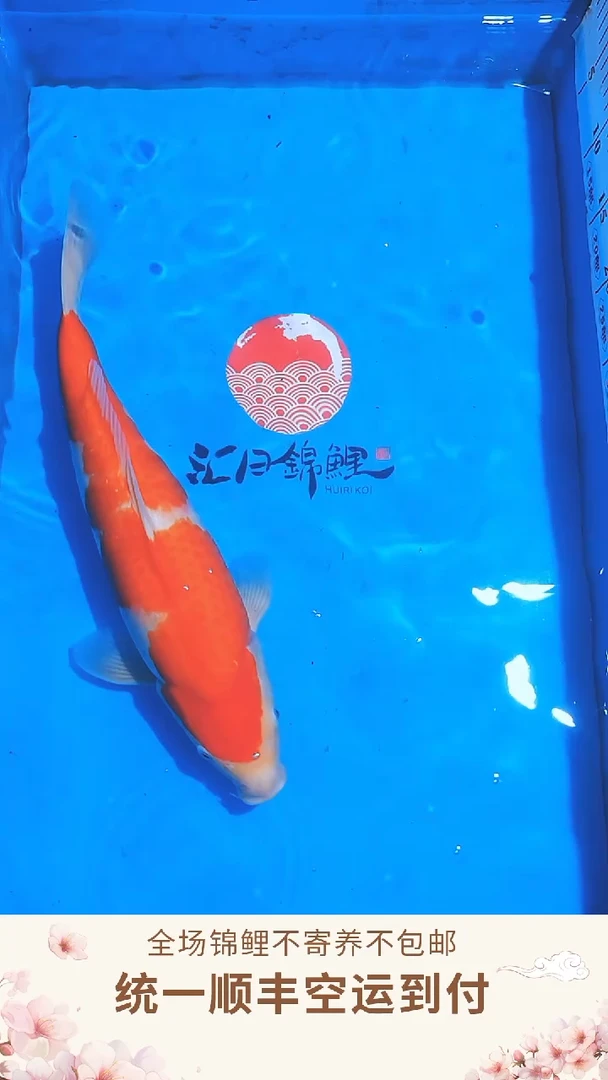 锦鲤阪井红白  003