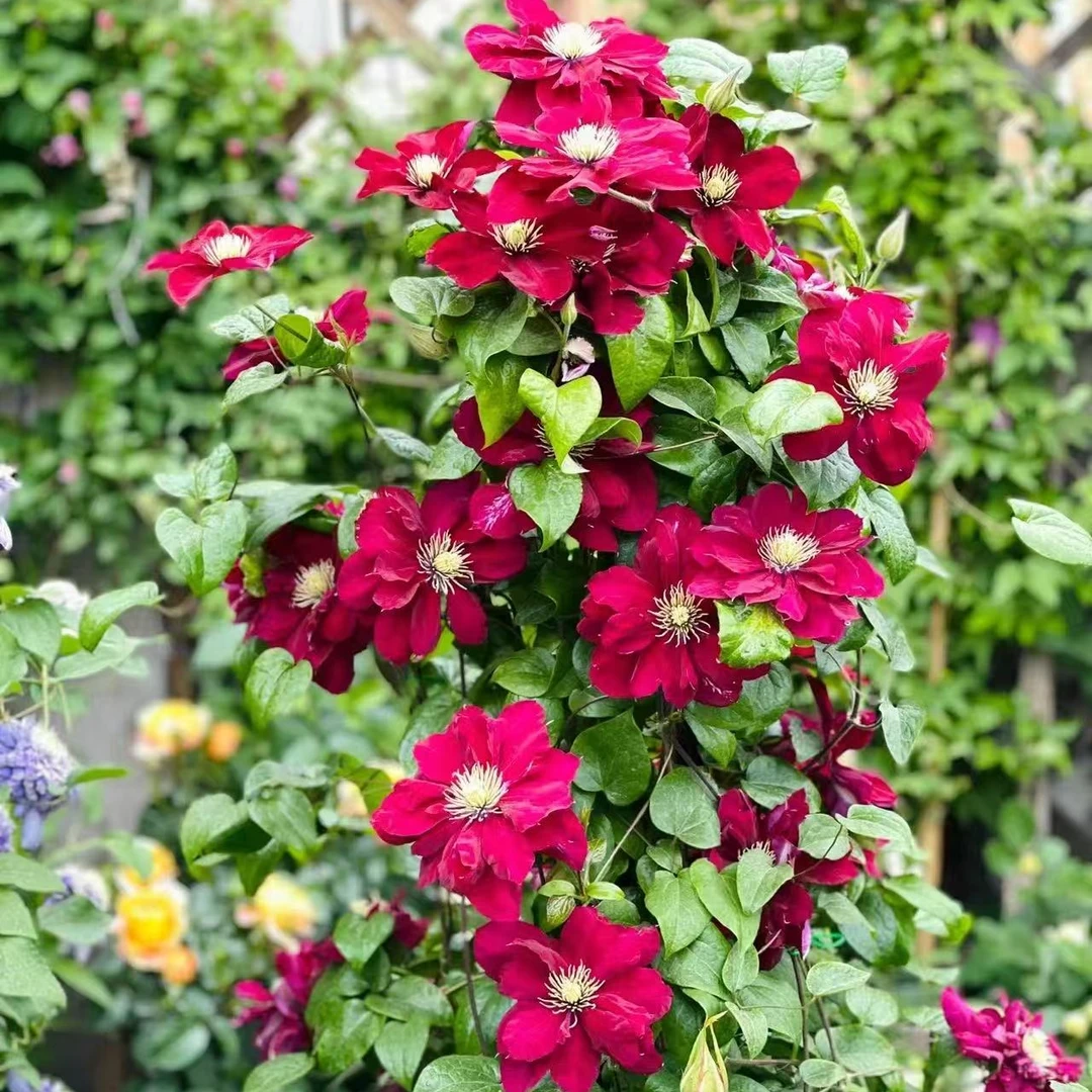 铁线莲花中大苗 夏尔曼  阳台庭院花园盆栽地栽植物  二类