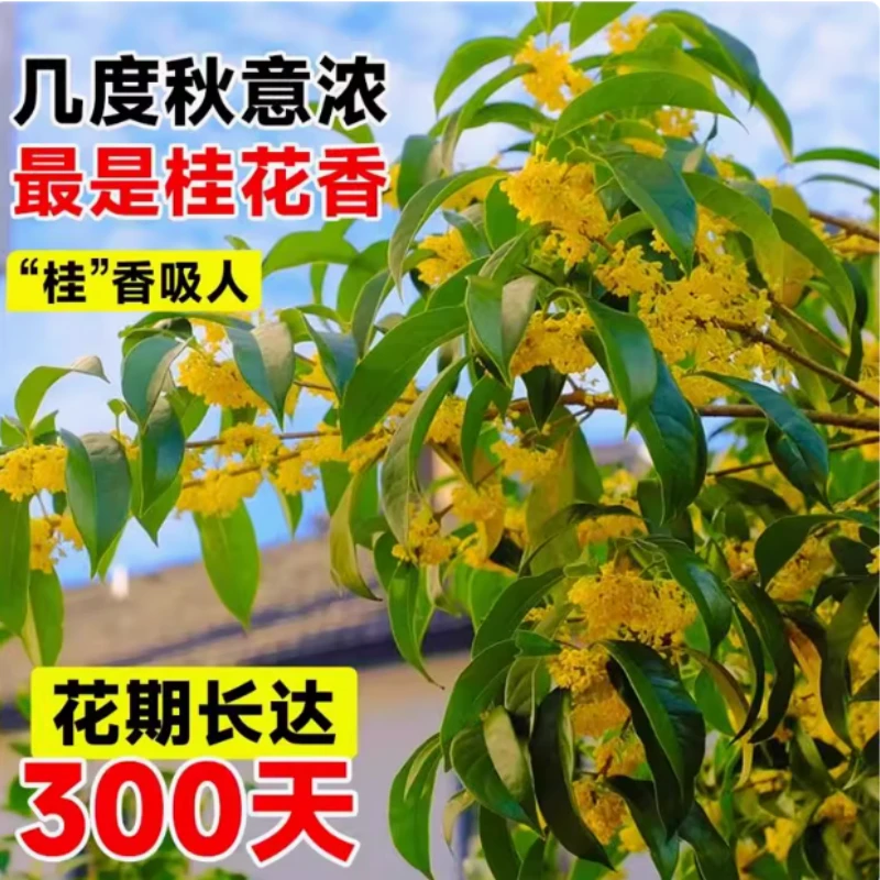 11【高杆多价】桂花盆栽浓香型带花苞好养易活适合阳台庭院