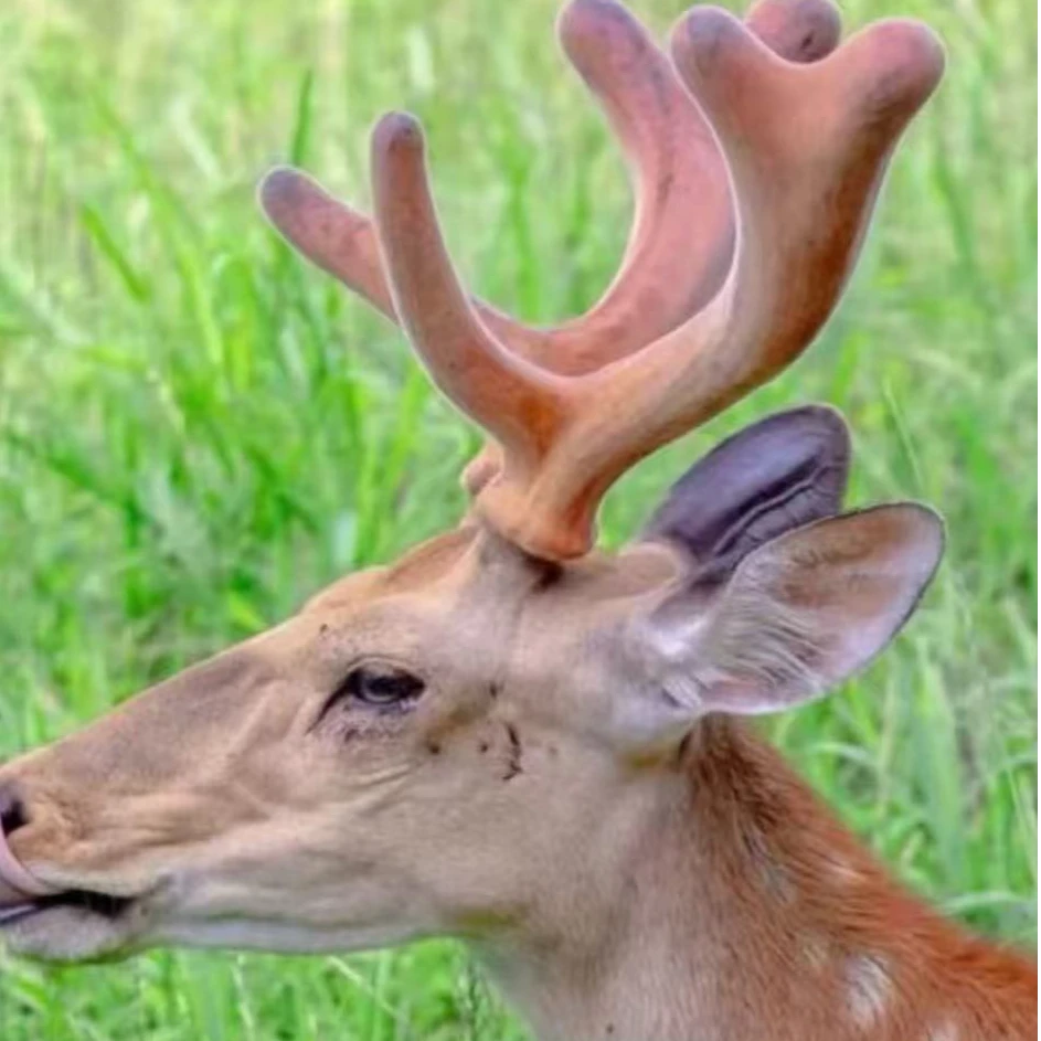 好货福利甄选新鹿茸片【刀阳专属】