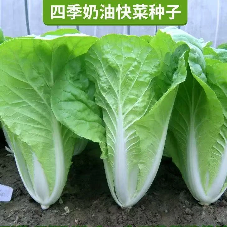 【全店满8包包邮】四季奶油快菜种子