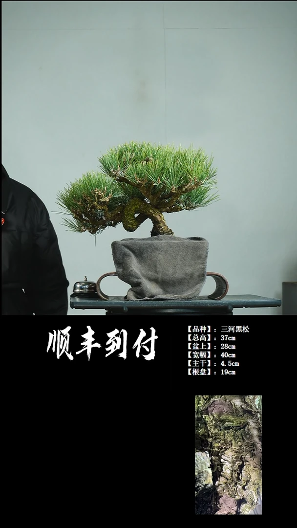 【闪购商品】1v287三河黑松不包邮、