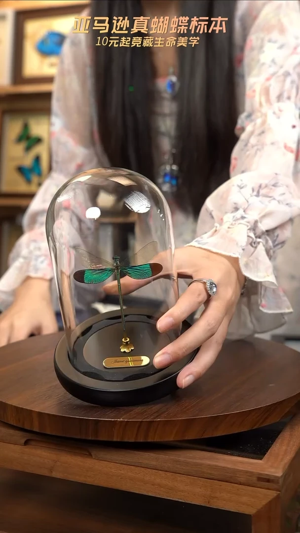 华艳色蟌小号玻璃罩
