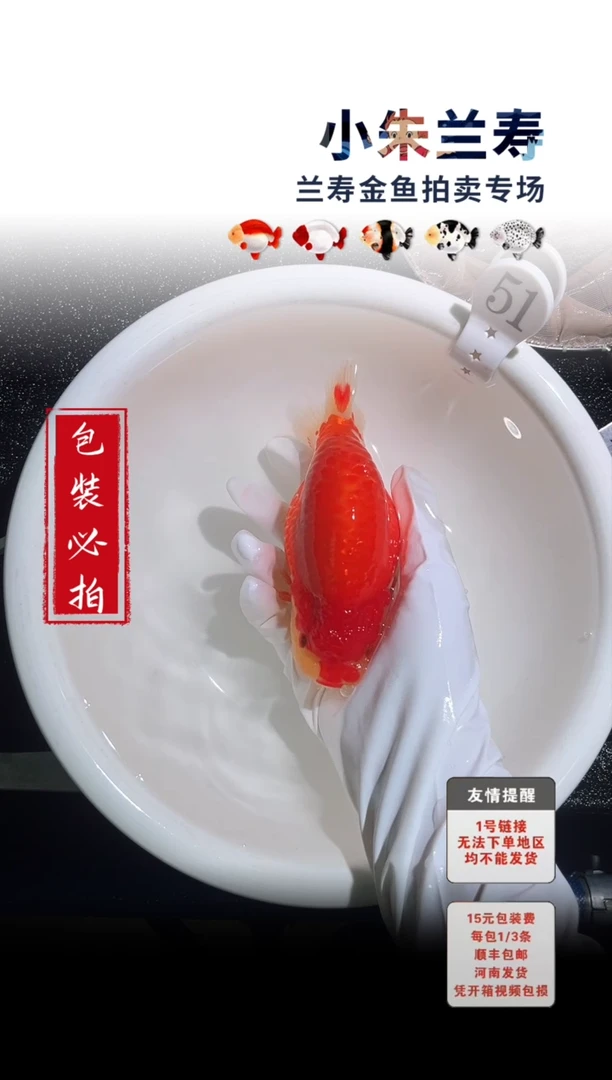 金鱼包装必拍未拍顺丰到付51号