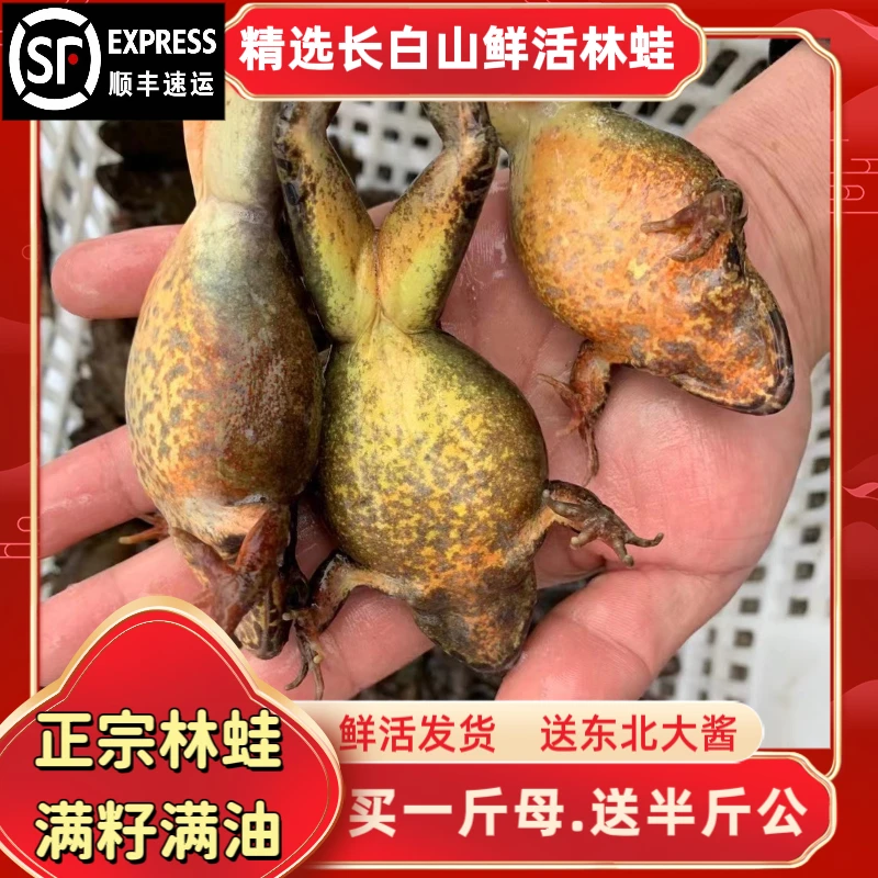 【顺丰包邮】东北林蛙（母）蛤蟆满子满油