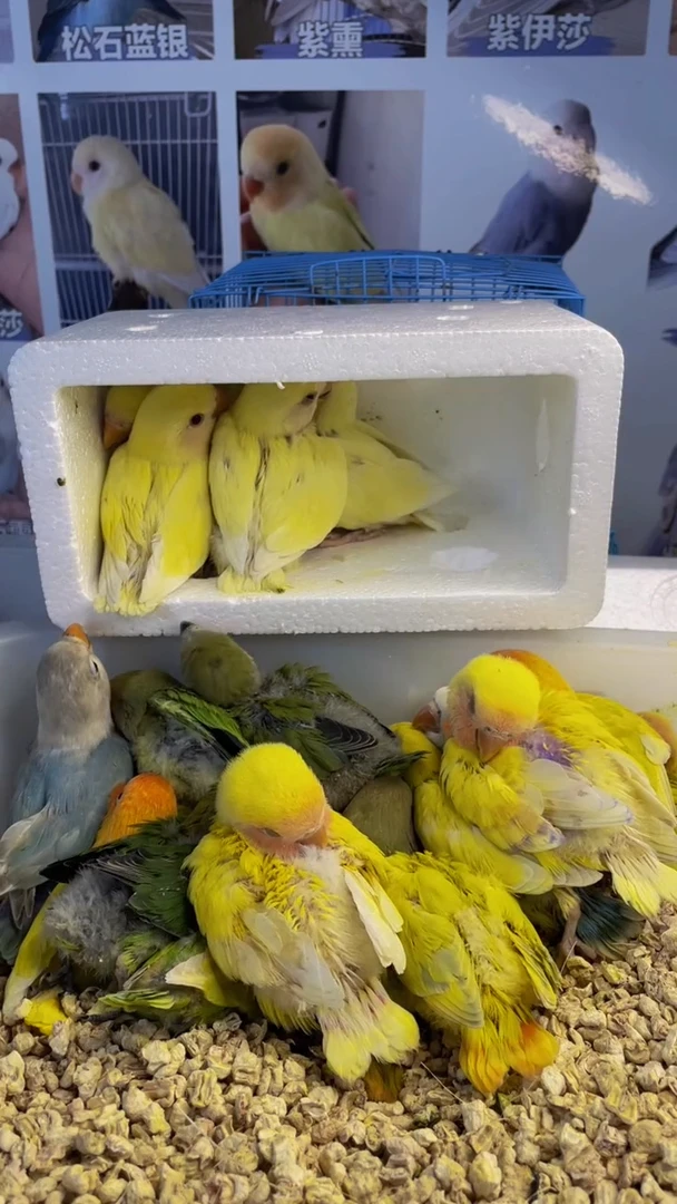 桃脸牡丹鹦鹉日本桃