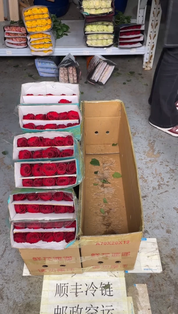 高原红7扎+尤加利