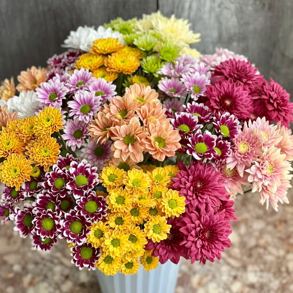 【混色小雏菊小七专属】 云南基地现采现发