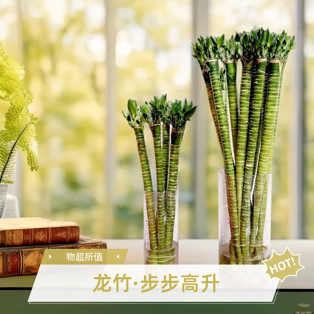 龙竹带芽头水养文昌竹节节高水培四季常青富贵竹金榜题名绿植学业
