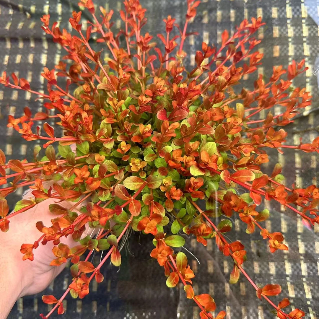 【爬地宫廷】水草鱼缸造景水草大坨中景草