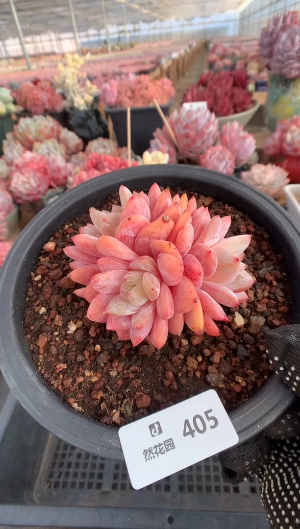 405雪天使多肉植物一物一拍