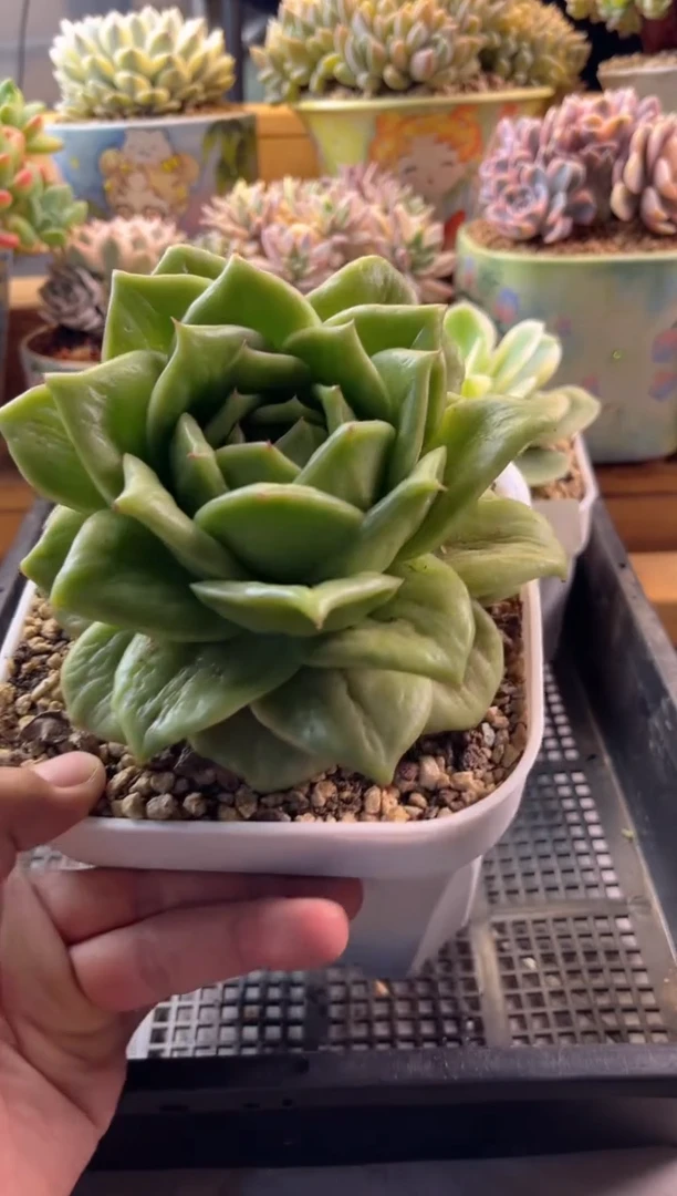 无花朵8.3-31绿蔷薇锦1111111111111111