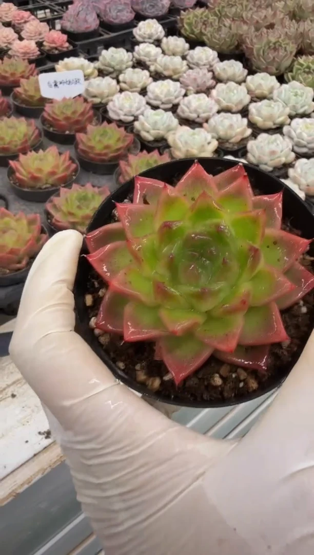 80#A款白鹭珍妮（5-7cm）脱土
