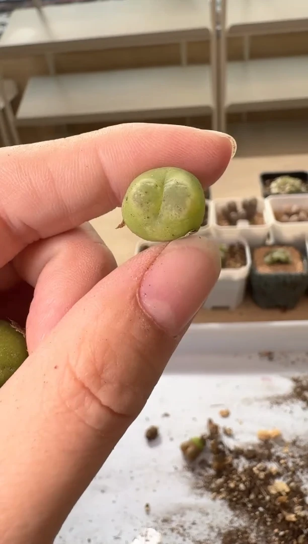 24-133多肉植物肉锥