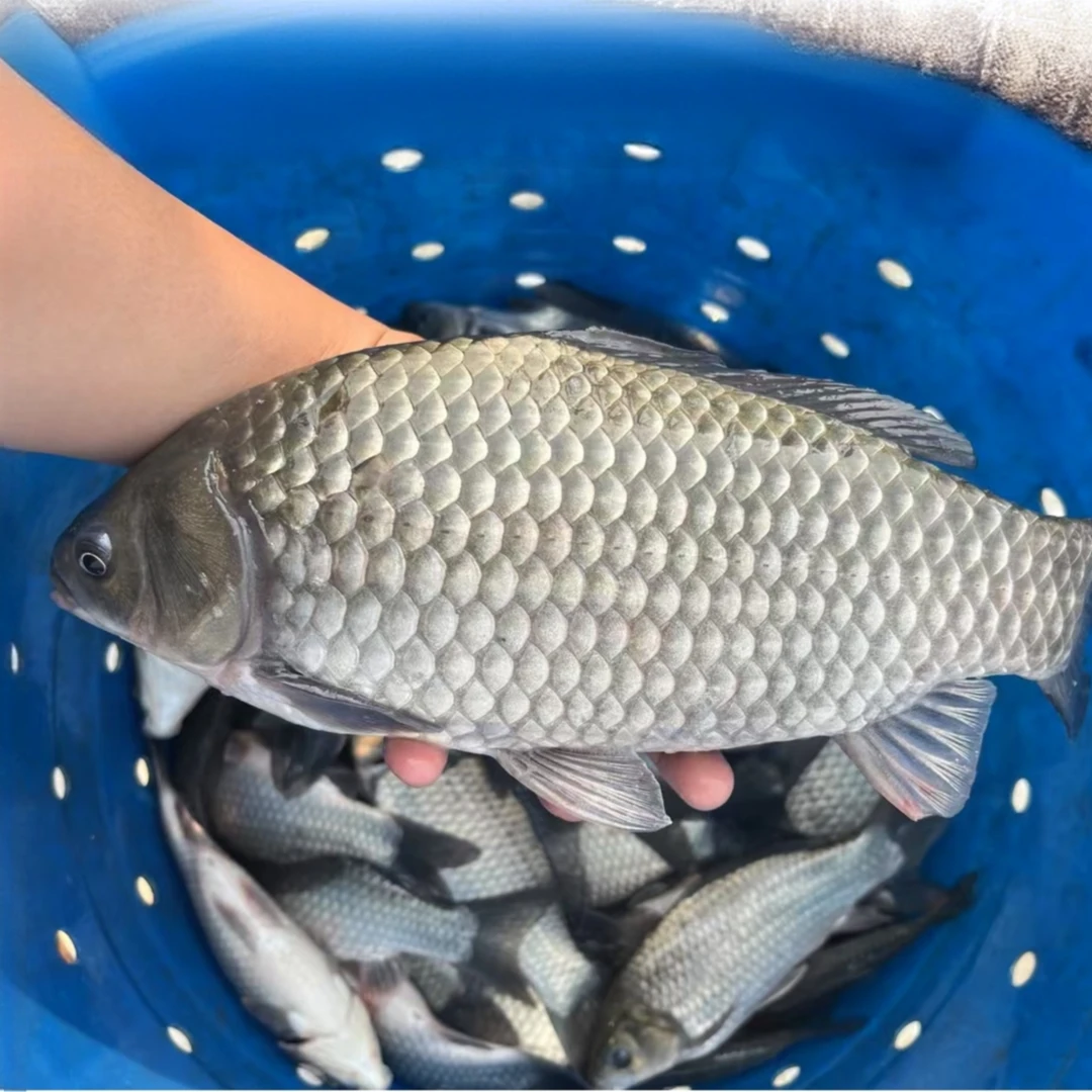 中科五号鲫鱼 大板鲫 淡水银鲫宠物