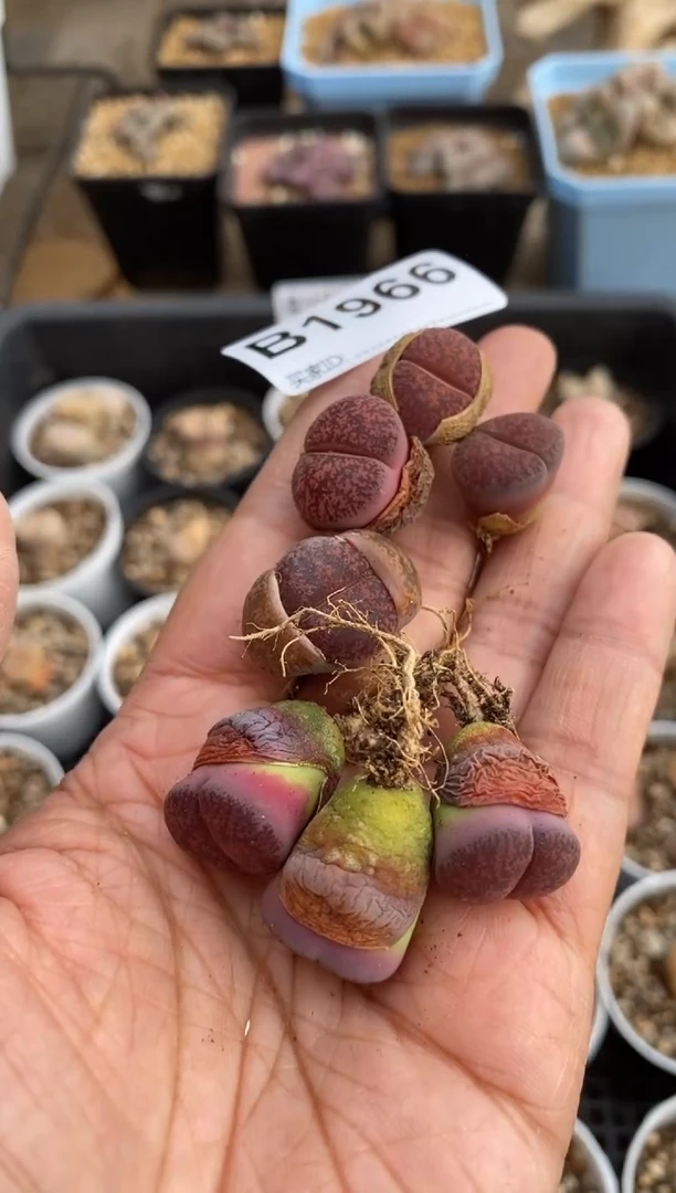 【闪购商品】1966直播一物一拍