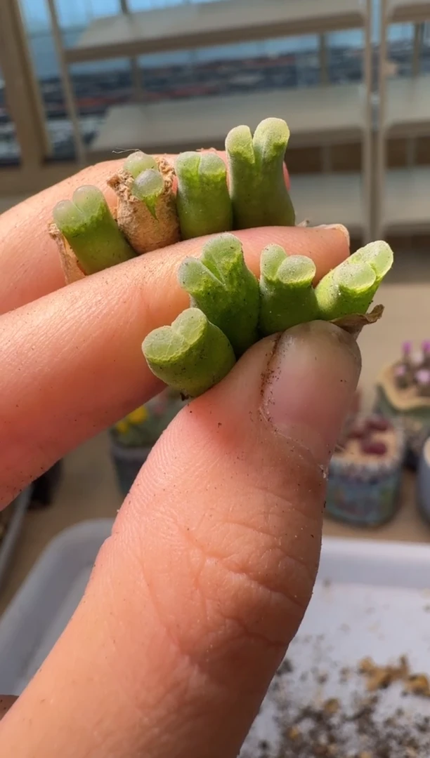 28-38多肉植物肉锥冰沙奶瓶