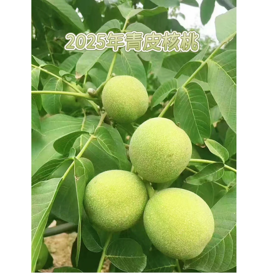 新鲜湿核桃老树现摘现发带青皮薄皮嫩核桃