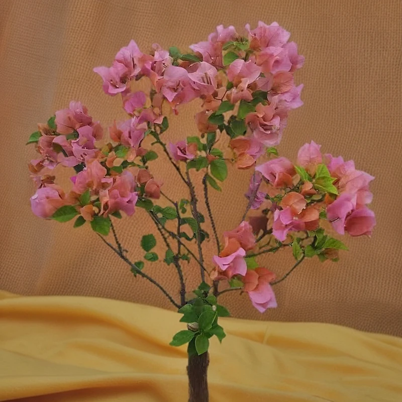 三角梅盆栽四季开花树苗云南紫爬藤重瓣带原土绿樱庭院勤花阳台