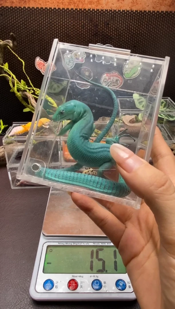 翡翠龙纹蜥鳞与尾 Scale Tail 爬宠成体